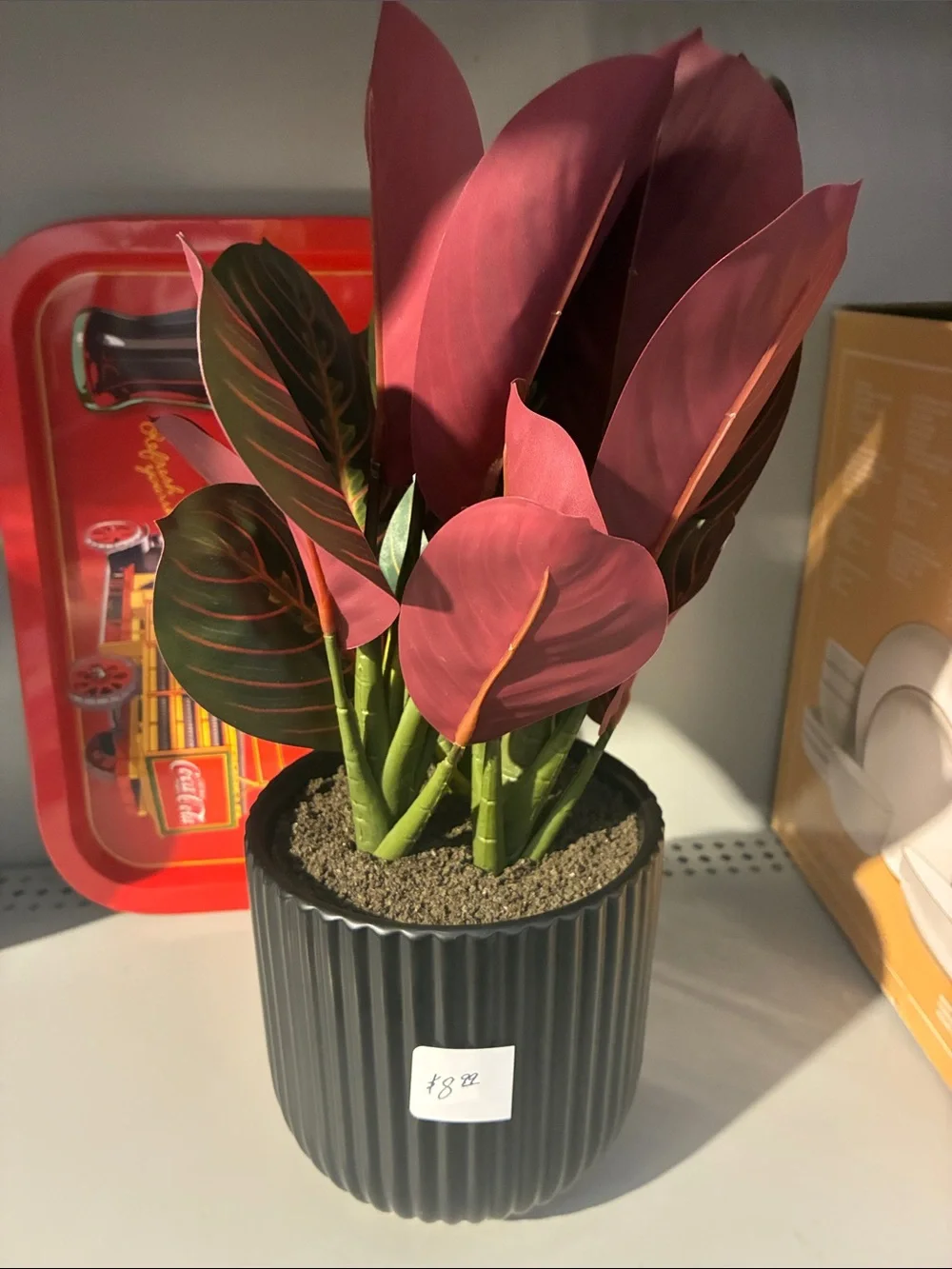 Artificial Red Calathea Plant in Black Ribbed Pot